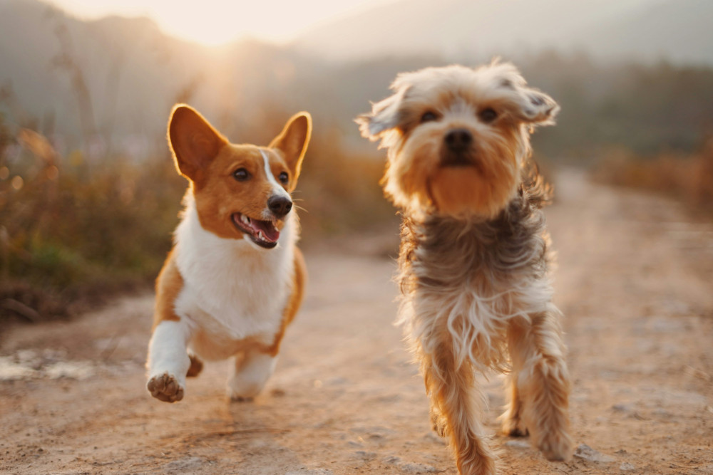 Jubilant hundekurv coop: En uundgåelig investering!