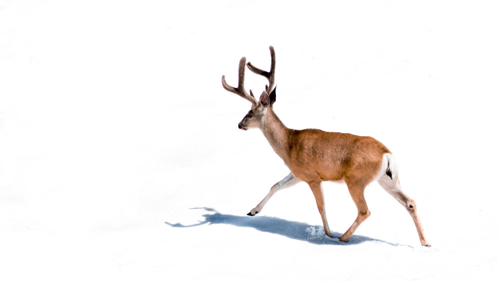 Oplev den perfekte drøm med junior sengetøj done by deer